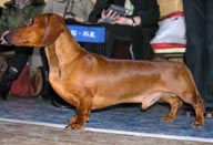 Даксхаунд Лэнд Сеймур Джоли Роджер / Dachshund Land Seymur Jolly Roger