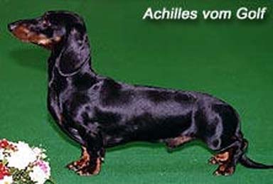 Achilles Vom Golf