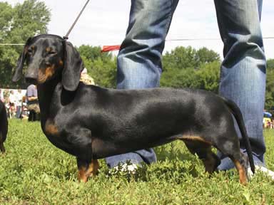 Даксхаунд Лэнд Памела / Dachshund Land Pamela